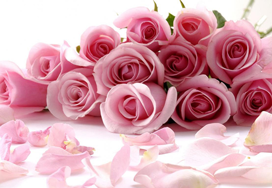 Pink Roses